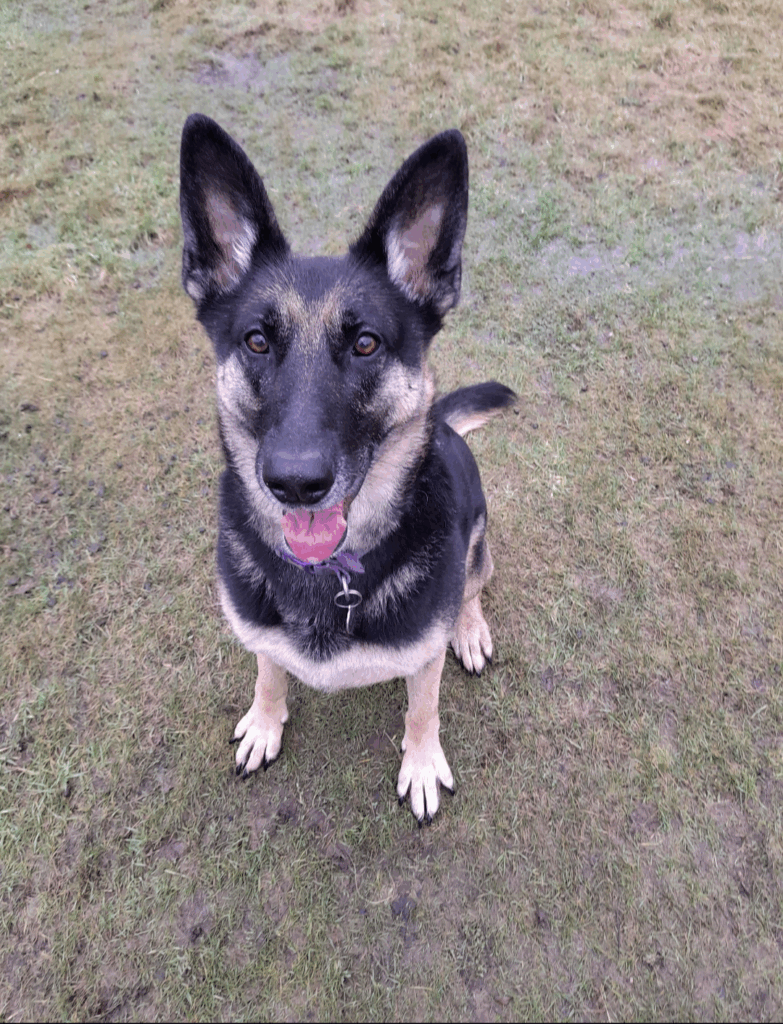 German Shepherd Dog