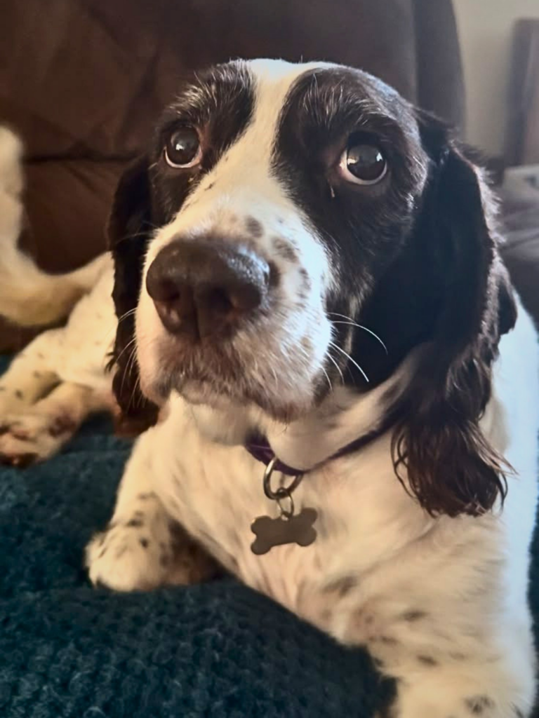 Close-up portrait of a brown and white springer spaniel with a bone-shaped ID tag