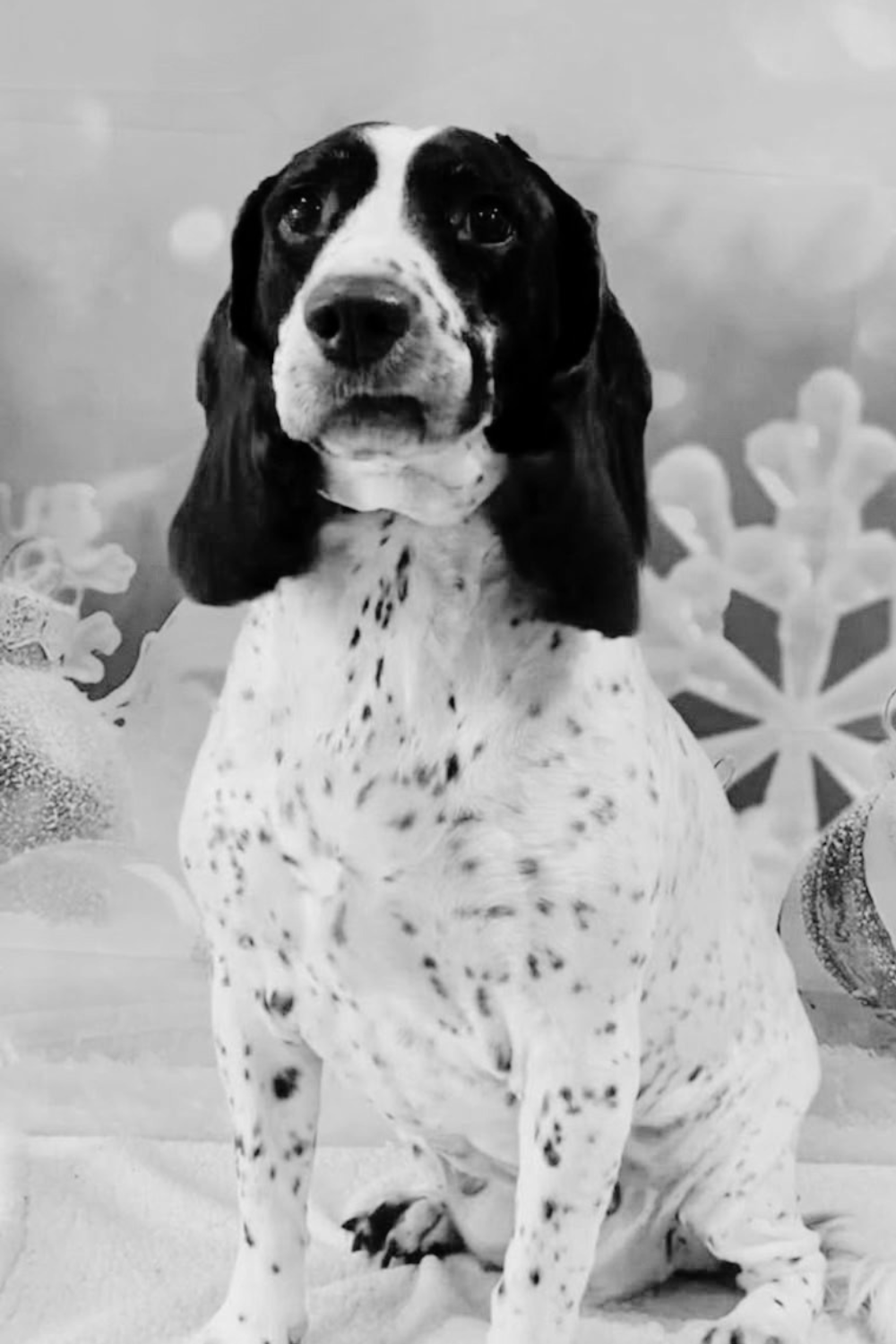Black and wite portrait of a brown and white springer spaniel dog Millie