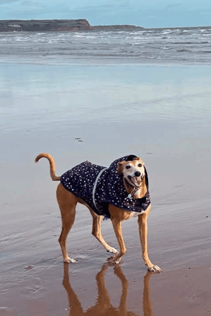Dog in a navy spotted coat, walking joyfully along a wet sandy beach with the sea and reflection behind her