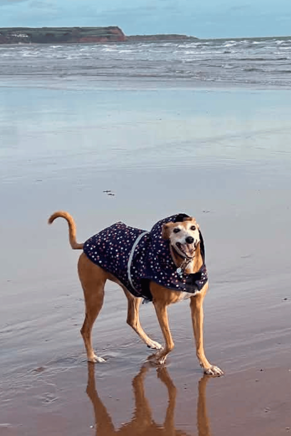 Dog in a navy spotted coat, walking joyfully along a wet sandy beach with the sea and reflection behind her