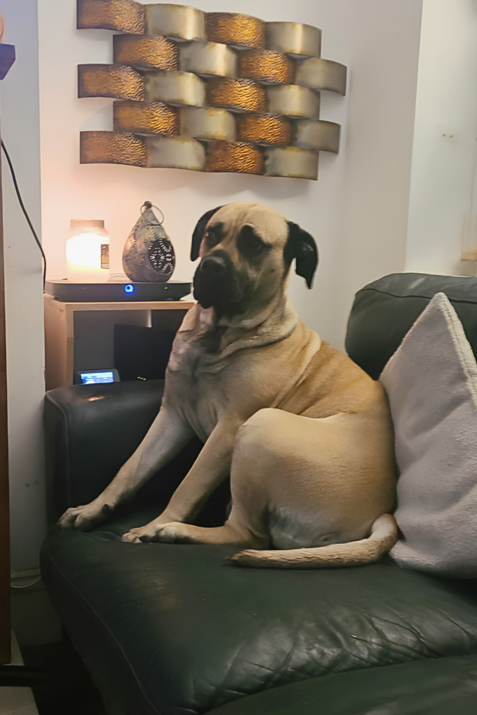 Large fawn-coloured mastiff-type dog with a black muzzle, sitting on a lead in a garden, part of a Springfield Pet Cremation memorial tribute