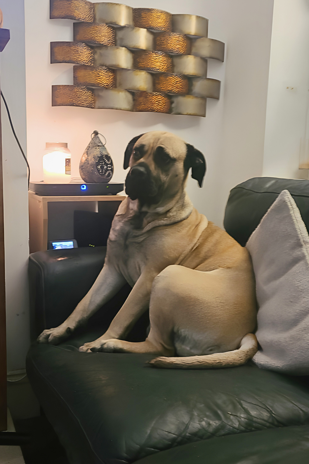 Large fawn-coloured mastiff-type dog with a black muzzle, sitting on a lead in a garden, part of a Springfield Pet Cremation memorial tribute