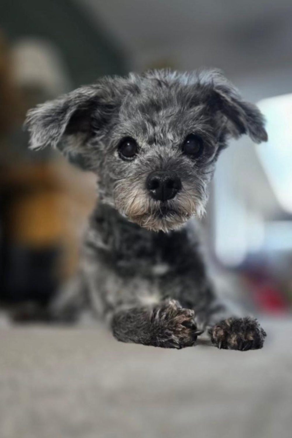 Small grey dog with floppy ears sitting indoors and looking at the camera.