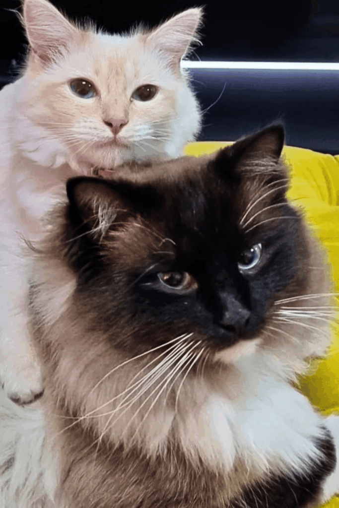 Two fluffy cats a cream and white cat and a seal-point cat with striking whiskers sitting together on a yellow sofa, part of a Springfield Pet Cremation memorial tribute