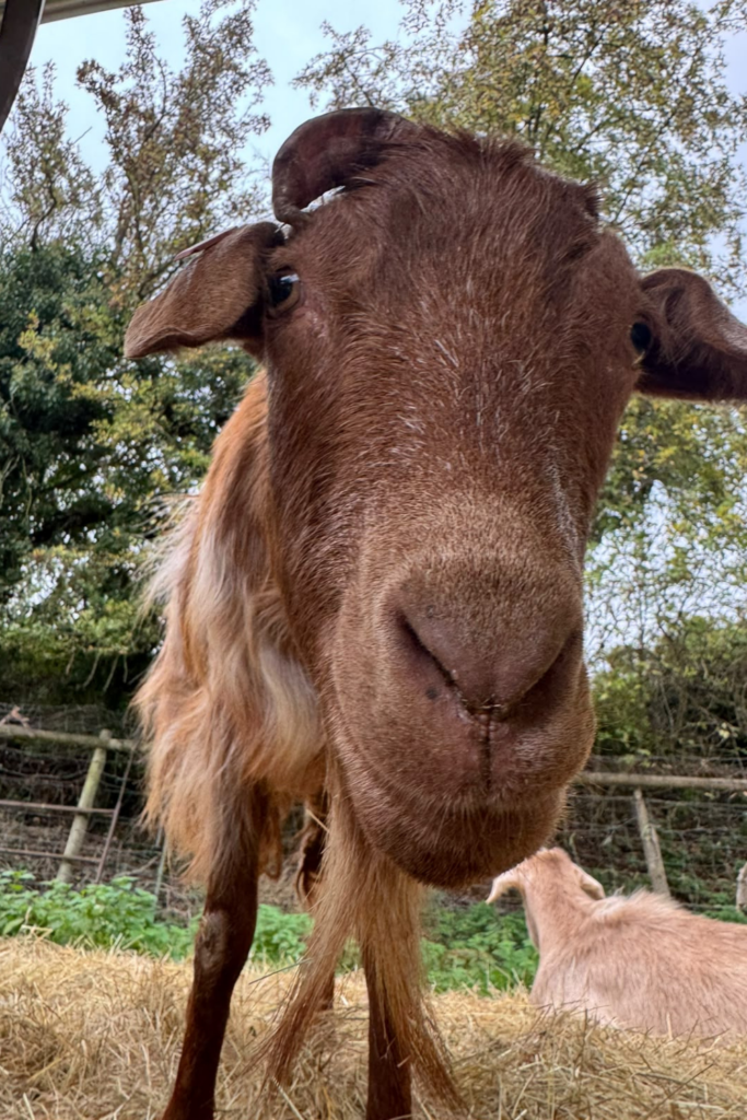 Sidney, a Golden Guernsey goat with a golden coat, remembered with farm animal cremation — The Rescue Ranch tribute